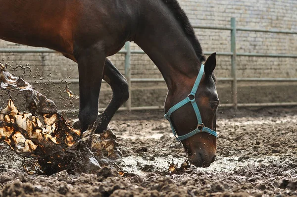 Bay trotting horse splashes muddy water standing in a puddle in a paddok