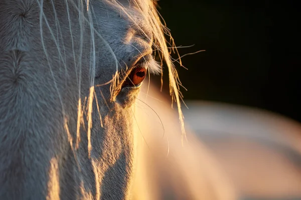 Close Grey Horse Eye Evening Light Beautiful Horse Eye White — Stock Photo, Image