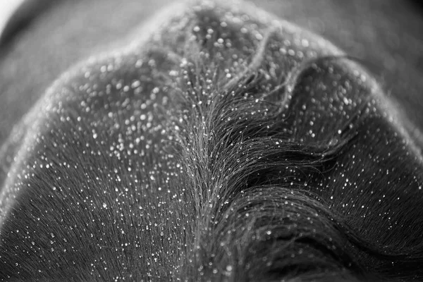Close-up of horse hair full of rain drops. Black and white detail photo