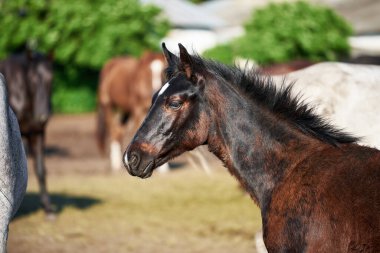 Çiftlikteki bir sürüde tüylenen sevimli bir tayın portresi. Tay bebek saçı döküyor ve benekli bir görünüşü var.