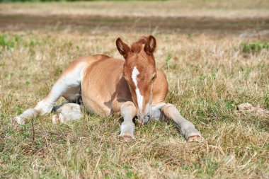 Alnında beyaz çizgili tatlı kırmızı tay atı çayırda uyuyor.