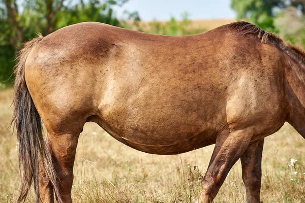 Close Belly Heavily Pregnant Horse Pregnant Mare Eating Grass Meadow — Stock Photo, Image