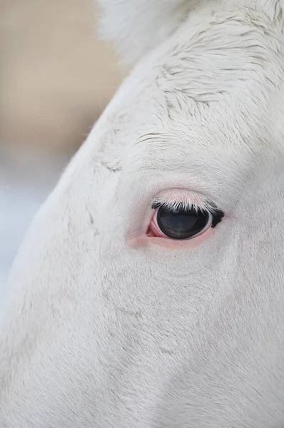 Close -up of the eye of a pure white Orlov mare with pink skin, born in Ukraine