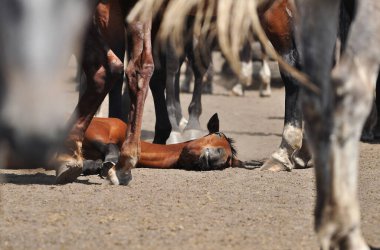 Şirin körfez tayı sürüde yerde uyuyor.