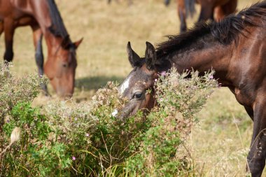 Taylar çayırlarda otlar ve kır çiçeklerinin arkasından dışarı bakar.