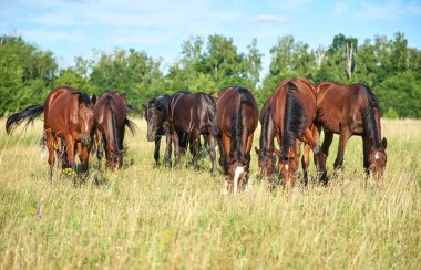 Güneşli bir günde bir at sürüsü otlakta otlar. Farklı renklerde genç atlar çayırda ot yerler.