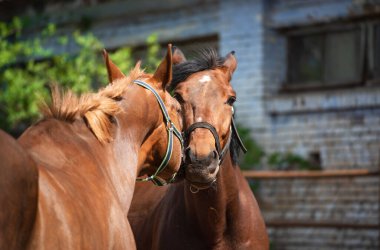 Güneşli bir günde çayırda aşık bir at.