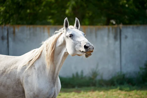 Funny portrait of a snorting horse. Gray horse smiles and shows teeth