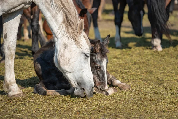 A gray mare grazes next to a lying foal with a herd in the background