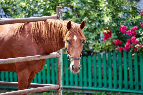 Retrato Cavalo Vermelho Cais Contra Fundo Uma Cerca Arbustos Floridos — Fotografia de Stock