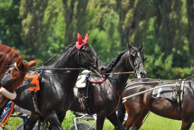 Hipodrom üzerinde hareket halindeki at portreleri