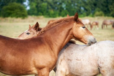 İki dost tay çayırda birbirine sürtünüyor.