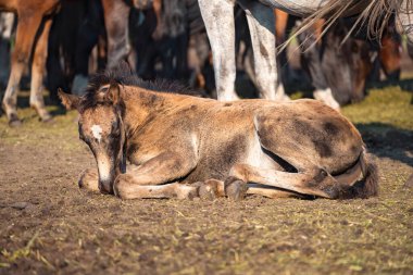 Genç tay, akşam güneşinde sürüde uyuyor.