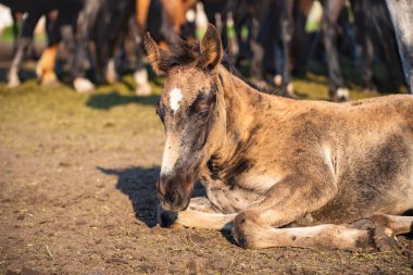 Genç tay akşam güneşinde sürüde dinleniyor.
