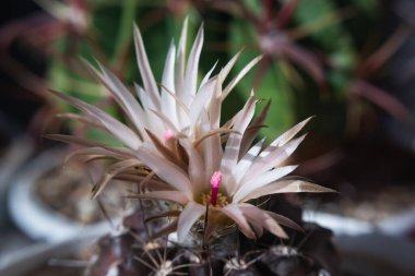 Kaktüs Eriosyce Talensis çiçek açtı