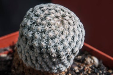 Kaktüs Mammillaria sanchez-mejoradae