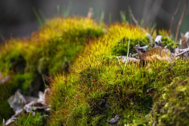 Ormandaki ağaç köklerinde yetişen yosunlara yakın.