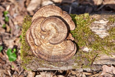 Ağaç gövdesinde büyüyen mantar ve yosun. Ormandaki ölü bir ağaçta yetişen mantarlar.