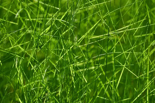 Textura Hierba Verde Natural Abstracta Foco Suave Fondo Borroso — Foto de Stock