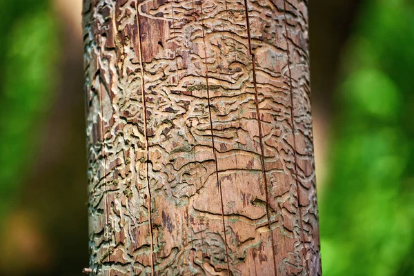 Bark beetle infection on a  trunk of a pine tree. Natural wood texture with tunnels of the bark beetle