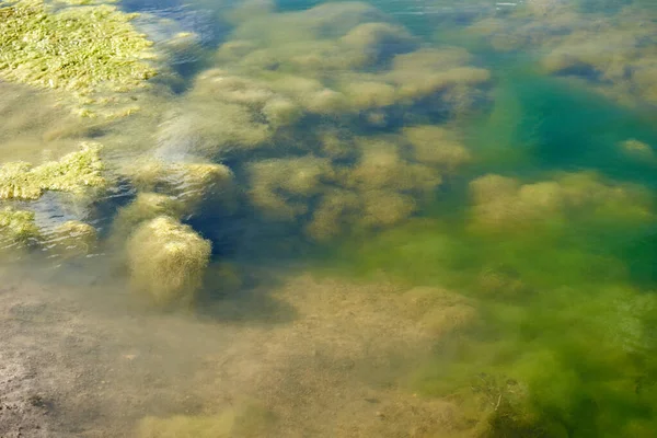 Groene Algen Bloeien Het Water Het Vervuilde Watermeeroppervlak Met Filamenteuze — Stockfoto