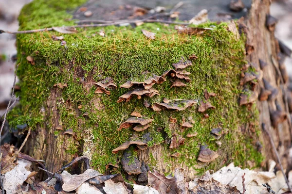 在春天的森林里 树桩上覆盖着苔藓的真菌 — 图库照片