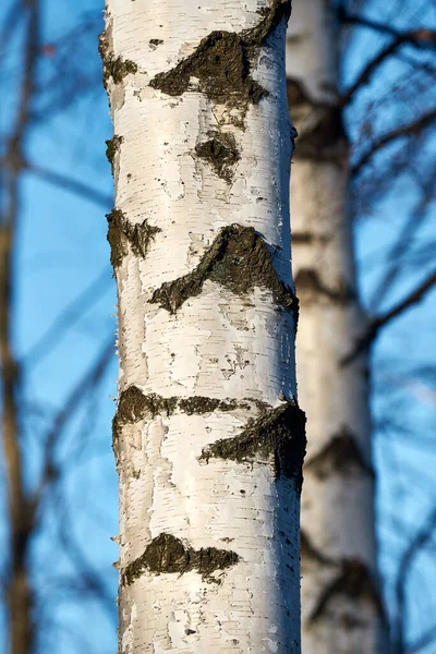 White birch tree. Birch trees on blue sky