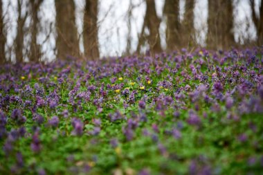 Leylak ve sarı çiçeklerle dolu güzel bir bahar ormanı. Ficaria verna ve Corydalis Soda baharın başlarında çiçek açıyor.