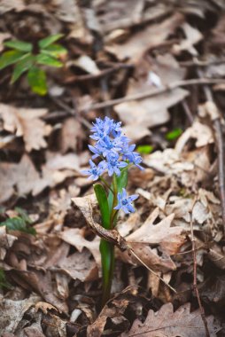 Scilla bifolia çiçeği, iki yapraklı squill ya da alp squill olarak bilinir.