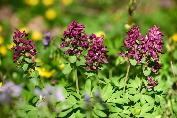 Close-up of Corydalis solida (Purple Bird) flower in spring. Flowers of fumewort on spring forest glade
