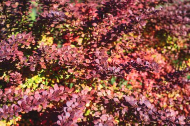 Berberis Thunbergii DC 'nin çalılıklarında güzel mor yapraklar. Sonbaharda güneşli bir günde. Japon böğürtleninin kırmızı-mor yapraklarının seçici odak noktası. Doğa arkaplanı