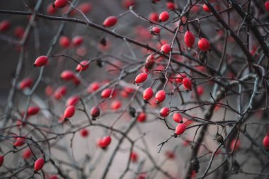 Sonbaharda yapraksız, olgun kırmızı gül kalçalı dallar. Gri arka planda yabani Brier 'ın sonbahar meyveleri