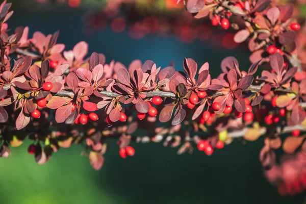 Belles Feuilles Violettes Sur Une Branche Berberis Thunbergii Par Une — Photo