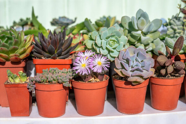 Different types of succulents in red pots on a white shelf. Ophthalmophyllum friedrichiae succulent in bloom. Collection of succulents