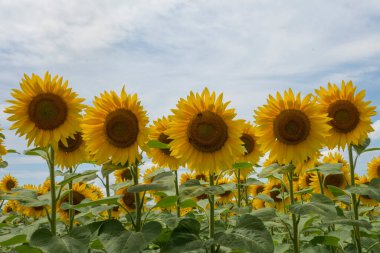 Güneşin altındaki güzel ayçiçekleri. Yüksek kalite fotoğraf