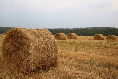Saman balyasıyla kır manzarası
