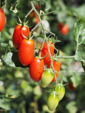 Bahçedeki genç domatesler 