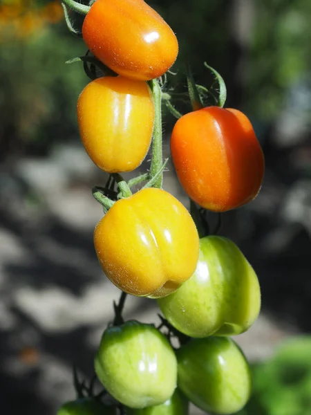 Young Cherry Tomatoes Garden — Stock Photo, Image