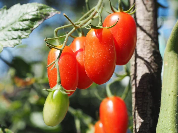 Jovens Tomates Cereja Jardim — Fotografia de Stock