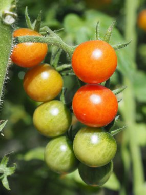 Doğal bahçedeki genç domatesler
