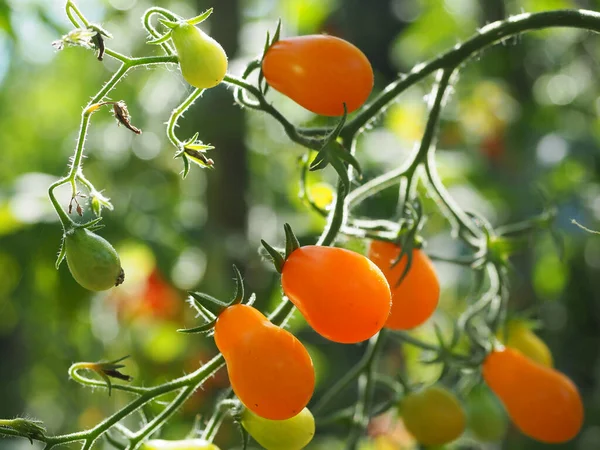 Unga Körsbärstomater Naturlig Trädgård — Stockfoto