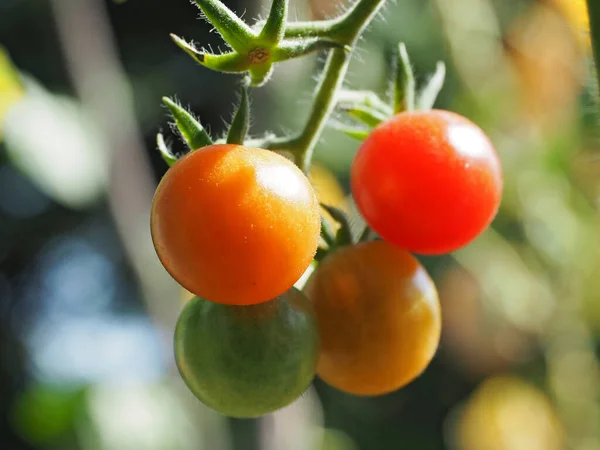 Young Cherry Tomatoes Natural Garden — Stock Photo, Image