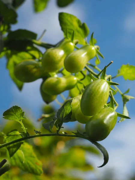 Young Cherry Tomatoes Natural Garden — Stock Photo, Image