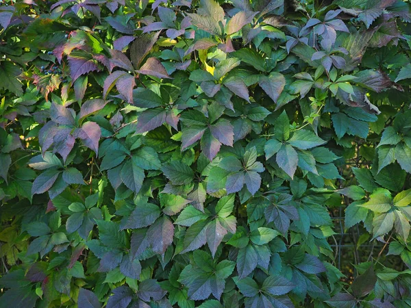 Virginia Creeper Natuurlijke Muur Heg Levende Omheining — Stockfoto