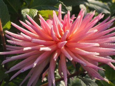 Kaktüs Dahlia sonbahar bahçesinde
