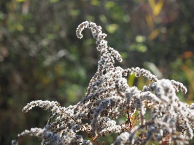 Sonbaharda kurumuş altın çubuk.