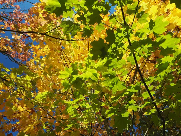 Цветные Осенние Листья Цвета Осени — стоковое фото