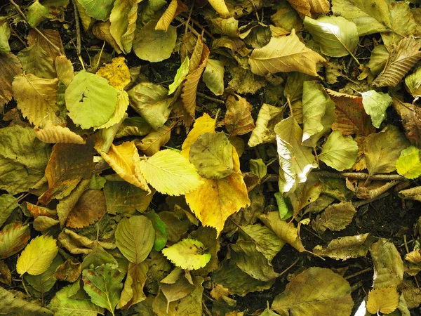 Высушенные Цветные Осенние Листья Цвета Осени — стоковое фото