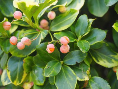 Euonymus Fortunei ve Gold 'un Meyveleri - Fortune' un Euonymus 'u