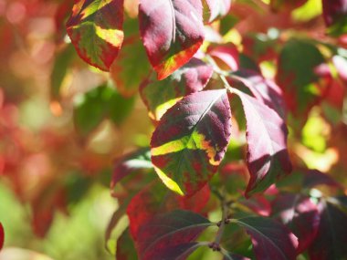 Kanatlı Euonymus Yanan Çalı 'nın kırmızı yaprakları